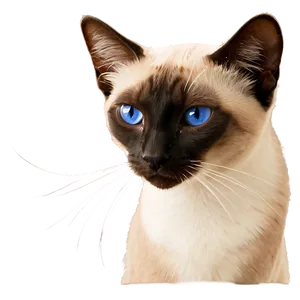 Siamese Cat Purring Png 06292024 PNG Image