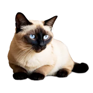 Siamese Cat Purring Png 95 PNG Image