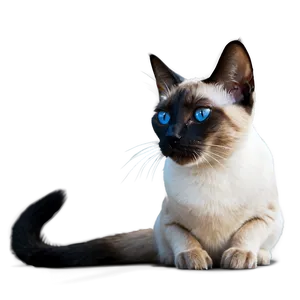 Siamese Cat Side View Png 70 PNG Image