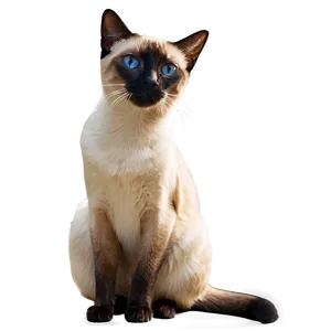 Siamese Cat Side View Png Uic77 PNG Image