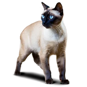 Siamese Cat Walking Gracefully Png 7 PNG Image