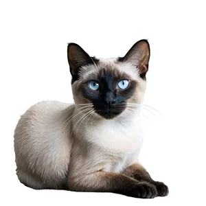 Siamese Cat With Pink Nose Png Fmy PNG Image