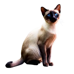 Siamese Cat With Pink Nose Png Jvq36 PNG Image