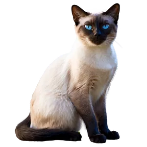 Siamese Cat With Pink Nose Png Ovw PNG Image