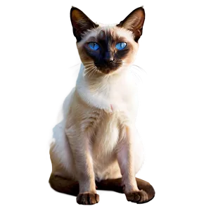 Siamese Cat With Pink Nose Png Ujy PNG Image