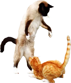 Siameseand Orange Tabby Cats Playing PNG Image