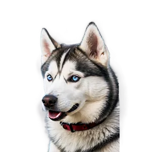 Siberian Husky Dog Png 06252024 PNG Image