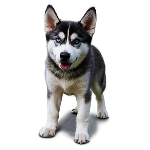 Siberian Husky Dog Png Xqk PNG Image