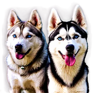 Siberian Husky Family Png Ohh PNG Image