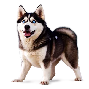 Siberian Husky In Snow Png 61 PNG Image