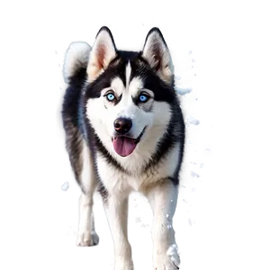 Siberian Husky In Snow Png Btx3 PNG Image