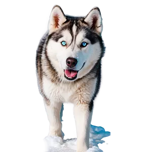 Siberian Husky In Snow Png Wac57 PNG Image