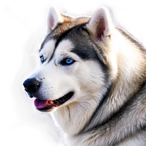 Siberian Husky In Snow Png Yrp PNG Image