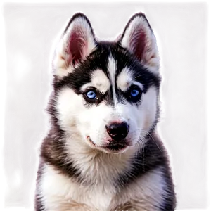 Siberian Husky Puppy Png 06252024 PNG Image