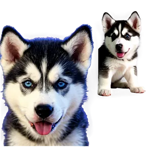 Siberian Husky Puppy Png 06252024 PNG Image