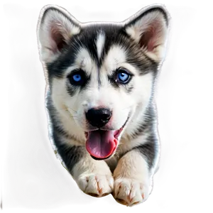 Siberian Husky Puppy Png 17 PNG Image