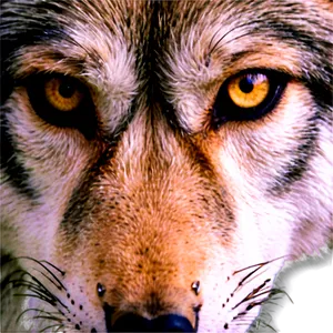 Siberian Wolf Eyes Png Eic45 PNG Image