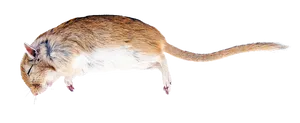 Side View Brown White Rat Black Background PNG Image