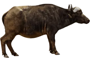 Side View Cape Buffalo Isolated PNG Image