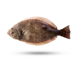 Side View Flounder Fish PNG Image