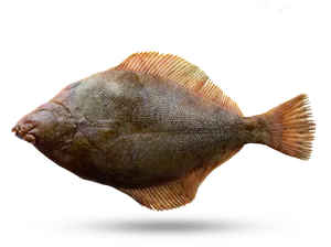 Side View Flounder Fish PNG Image