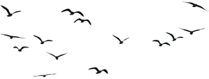 Silhouetted Birds Against Night Sky PNG Image