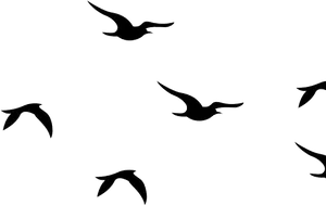 Silhouetted Birdsin Flight PNG Image