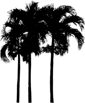 Silhouetted Palm Trees PNG Image