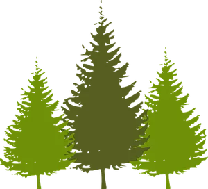 Silhouetted Pine Trees Graphic PNG