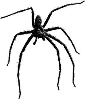 Silhouetted Spideron Web PNG Image