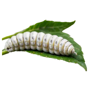 Silkworm Image Png 05242024 PNG Image