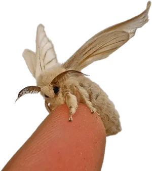 Silkworm Mothon Finger PNG Image