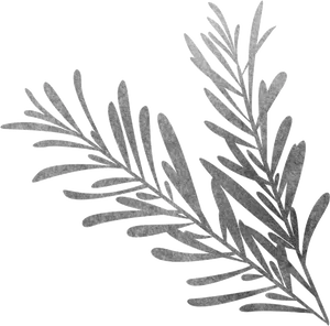 Silver Rosemary Sketch Artwork PNG Image