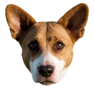 Simple Dog Head Png Wsy7 PNG Image