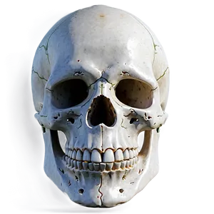 Simple Skull Drawing Png Cwj15 PNG Image