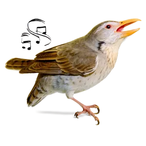 Singing Bird Png 06202024 PNG Image