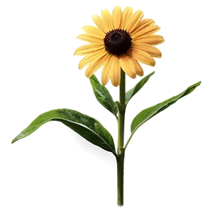 Single Black Eyed Susan Bloom Png 91 PNG Image