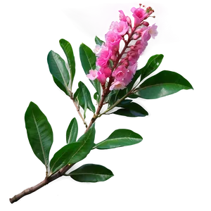 Single Crepe Myrtle Flower Png Yww19 PNG Image