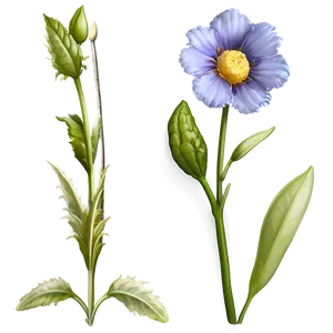 Single Flower Stem Png Stt53 PNG Image