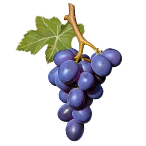 Single Grape Isolated Png 06292024 PNG Image