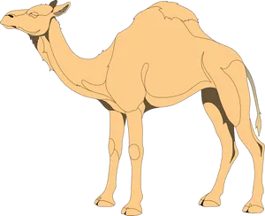 Single Humped Camel Illustration.png PNG Image