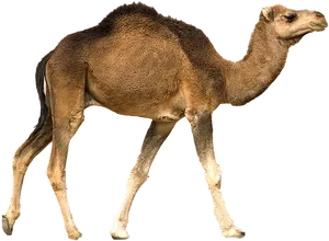 Single Humped Camel Profile.png PNG Image