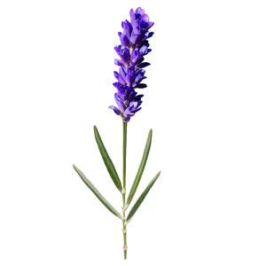 Single Lavender Stem Png Qfj PNG Image