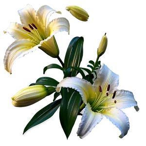 Single Lily Flower Png Dhy PNG Image