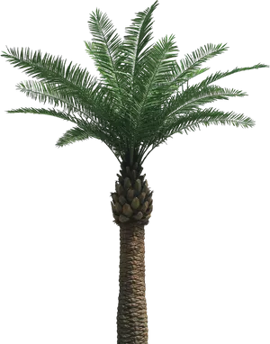 Single Palm Tree Against Night Sky PNG Image