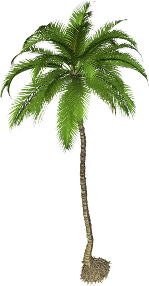 Single Palm Tree Black Background PNG Image