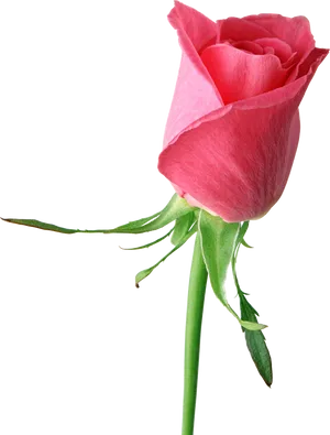 Single Pink Rose Isolated Background PNG Image