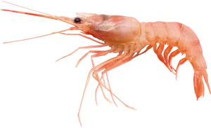 Single Prawn Isolated Background PNG Image