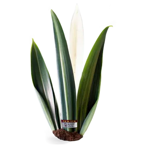 Single Snake Plant Leaf Png 06122024 PNG Image