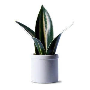 Single Snake Plant Leaf Png Sdc PNG Image